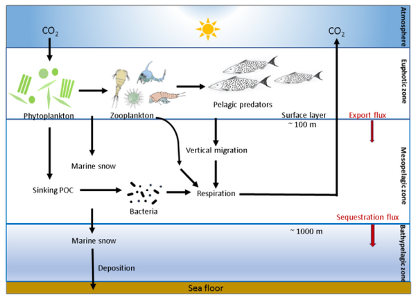 Schematic of the biological carbon pump