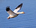 Snow goose taking off at Gray Lodge Wildlife Area-0058