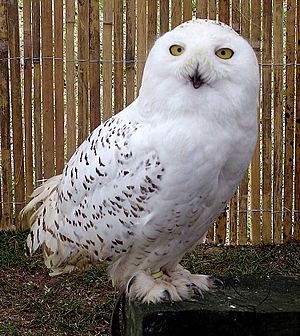 Snowy.owl.overall.arp.750pix