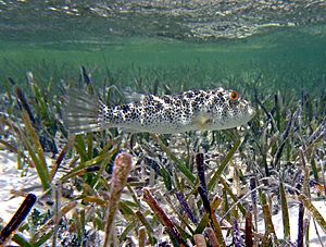 Sphoeroides testudineus (checkered pufferfish) (San Salvador Island, Bahamas) (15548625654).jpg