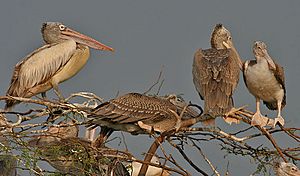 Spot-billed Pelican (Pelecanus philippensis)- Adult with Immatures at nest in Garapadu, AP W IMG 5283