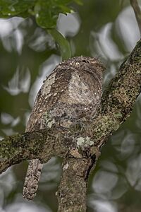 Sri Lanka frogmouth (Batrachostomus moniliger moniliger) female on nest