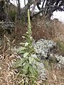 Starr 040723-0030 Verbascum thapsus