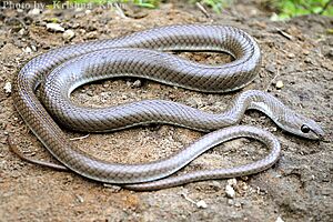 Stout Sand snake Psammophis longifrons by Krishna Khan Amravati.jpg
