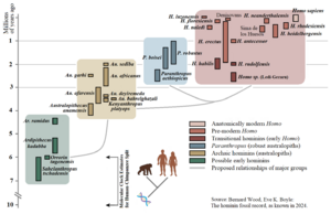The hominin fossil record, known in 2024