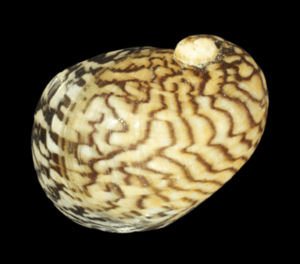 Theodoxus fluviatilis shell 6