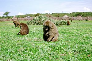 Troop of Olive Baboons