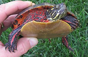Turtle from Pomp's Pond in Andover