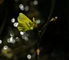 Utricularia minor flowers (02)
