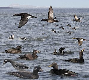 Velvet Scoter from the Crossley ID Guide Britain and Ireland
