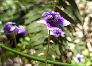 Viola banksii.jpg