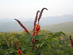 Wagatea spicata