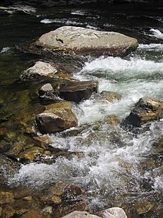 Whitewater on Loyaslock Creek in Worlds End State Park