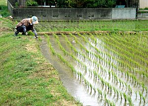 Working in the Rice Paddies in May