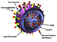 3D Influenza virus