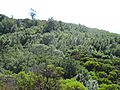 ARctostaphylos auriculata at Mt. Diablo - Flickr - theforestprimeval (15)