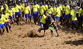 A bull being tamed in Jallikattu held in palamedu