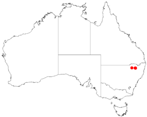 "Acacia atrox" occurrence data from Australasian Virtual Herbarium