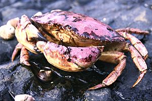 Acadia National Park, Jonah crab