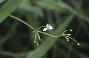 Alisma subcordatum flower.jpg