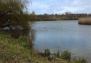 Alresford pond