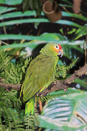 Amazona autumnalis -Adventure Aquarium -Camden -USA-6a