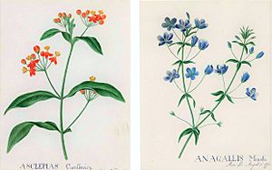 Anne Lee drawings of Asclepias curassavica, Anagallis monelli