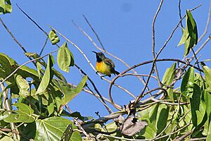 Apricot-breasted Sunbird.jpg