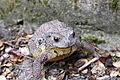 Asiatic toad 2