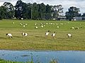 Australian white ibis 2022 - Werrington 3