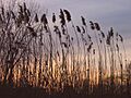 Back bay fens in boston at sunset