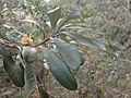 Banksia integrifolia subsp. monticola 05