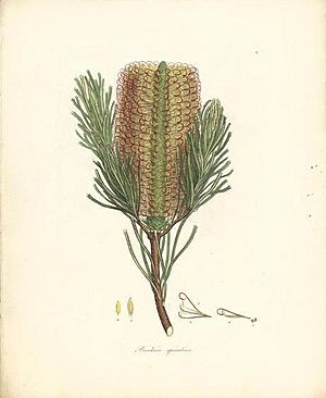 Banksia spinulosa (Sowerby)