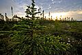 Big Bog State Recreation Area