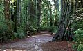 Bigbasinredwoods
