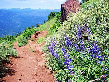 Blooms on Black Butte - panoramio