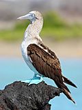 Blue-footed-booby.jpg
