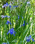 Blue Iris at Jean Lafitte Barataria Unit (cropped).jpg