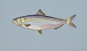 Blueback herring fish image.jpg