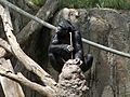 BonoboFishing04