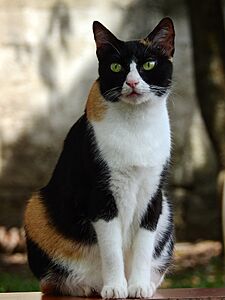 British shorthair with calico coat (2)