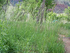 Bromus carinatus (B. marginatus) (6230608463).jpg