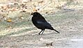 Bronzed Cowbird (Molothrus aeneus) (7223072934)