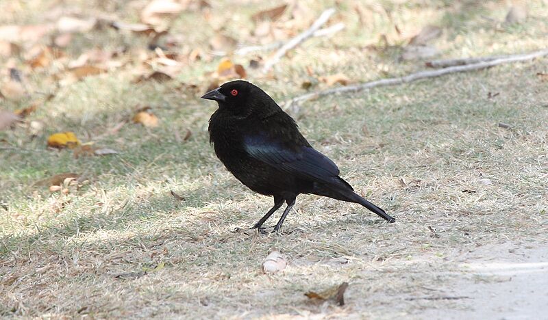 Bronzed Cowbird (Molothrus aeneus) (7223072934)