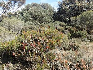 Calothamnus gibbosus (habit)