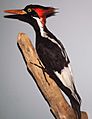 Campephilus principalis (ivory-billed woodpecker) male