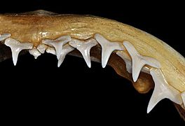 Carcharhinus isodon upper teeth