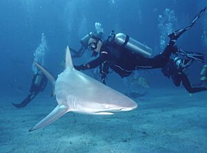 Carcharhinus limbatus - Bahamas
