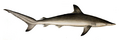 Carcharias sorrah by muller and henle