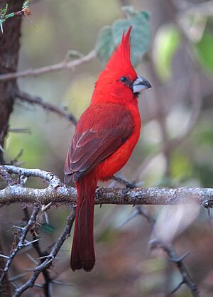 Cardinalis phoenicius Cardenal guajiro Vermilion Cardinal (male) (8619284898).jpg